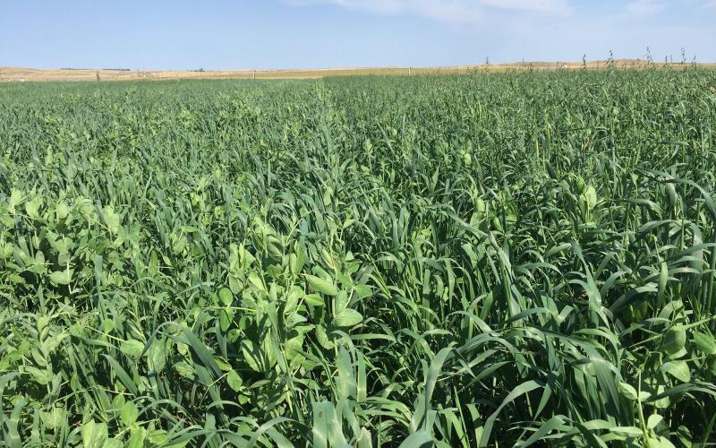 A stand of field peas mixed with small grains being grown for forage.