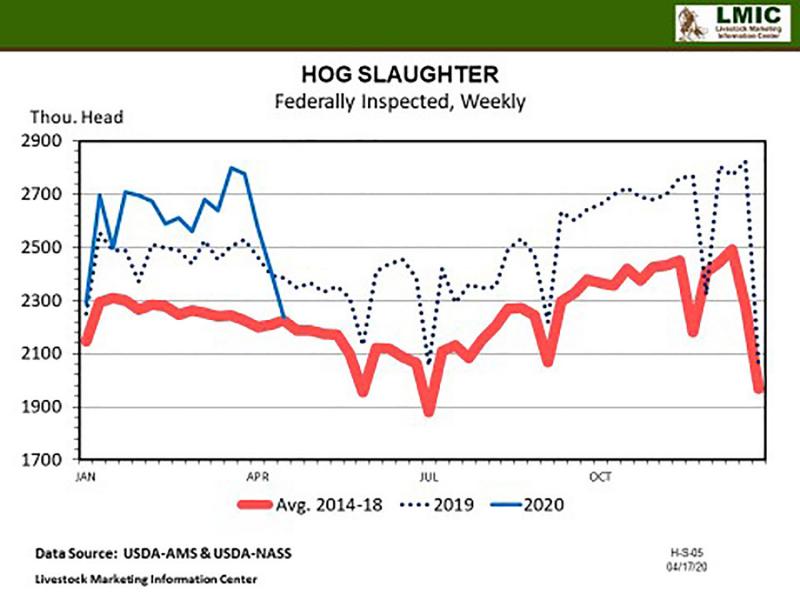 A line graph depicting weekly hog slaughter numbers for 2019 and 2020 compared to industry averages from 2014-18. Most-recent April 2020 numbers show 2250 thousand cattle per week compared to 2400 thousand in 2019 and 2250 thousand on average.