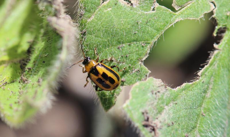 A yellow beetle with a black head, and square black markings on its back standing on a soybean leaf.