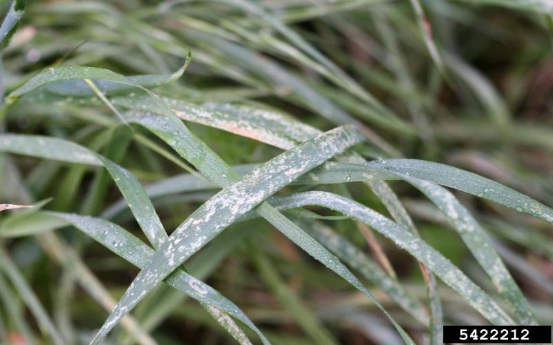 Green grass with multiple brownish-white spots on the leaves.