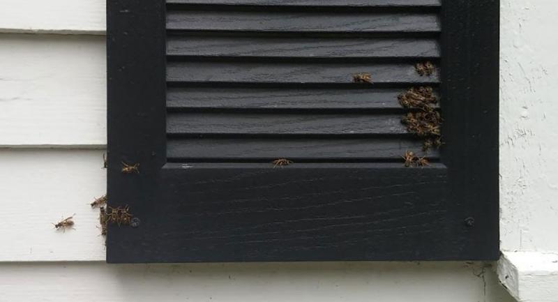 Black window shutter against white siding with a group of wasps on its lower right and left corners.