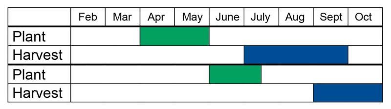 For an early harvest, plant peas in April and May for harvest in July, August and September. For a later harvest, plant peas in June and July for harvest in September and October.