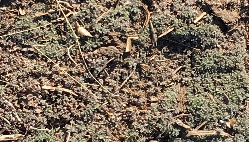 A patch of soil with kochia weeds growing throughout.