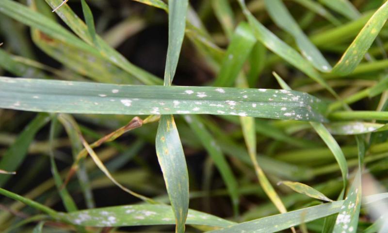 A lower leaf of wheat with white ash-like powder on the leaf, a sign of powdery mildew.