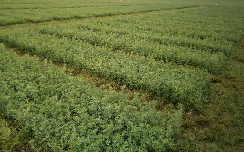 A planting of alfalfa.