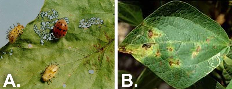 Two photos of common green bean issues side-by-side. The first is labeled "A" and shows bean leaf beetles defoliating a leaf. The second is labeled "B" and brown spots on a bean leaf due to material blight.