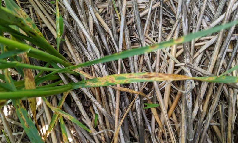 Green wheat plants with small, tan spots on their lower leaves.