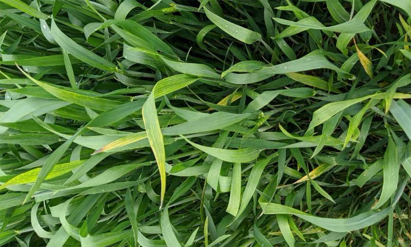 Green winter wheat with yellowing present. Yellowing is the presence of barley yellow dwarf.