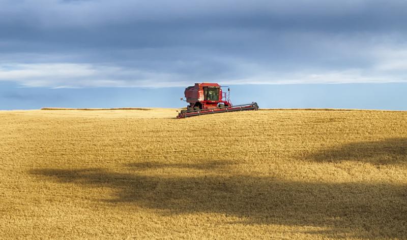 A red combine harvesting wheat in a vast, open wheat field.