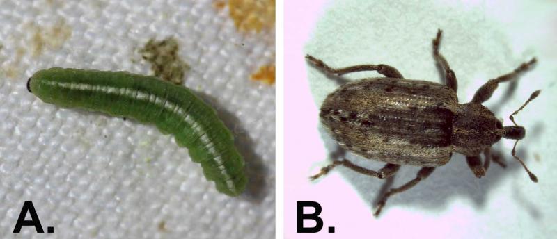 Two photos of alfalfa weevils during different lifecycle stages. The left "A," is the larva stage and has a longate, green larvae that looks like a caterpillar with white stripe running down the body and brown head. The right, "B," is the adult stage and pictures a brown beetle with long snout.