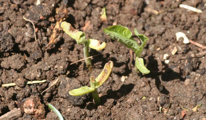 Small green plants missing leaves. Browning discoloration present on the cotyledons.