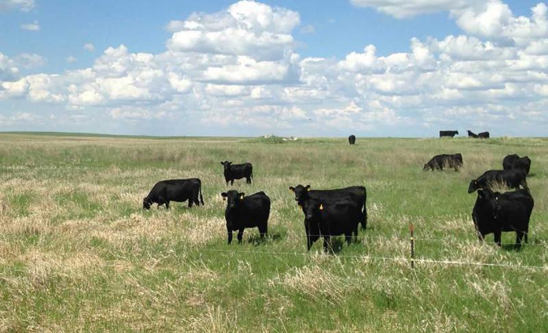A group of cattle grazing in a sprawling rangeland.