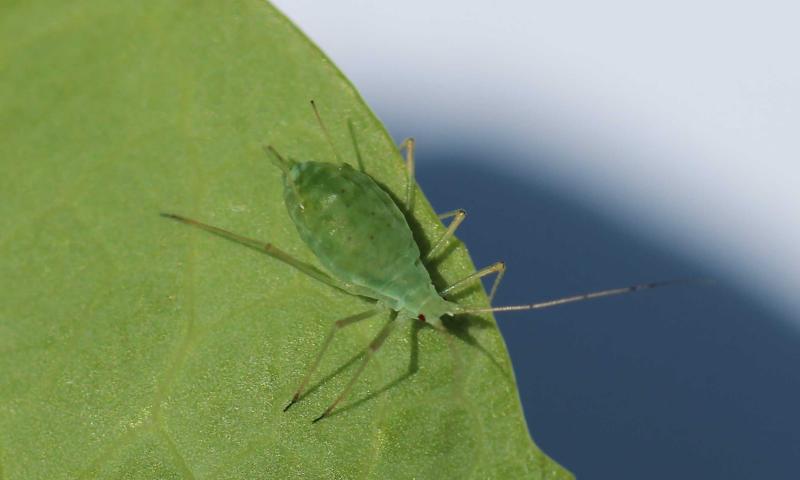Green aphid on a green leaf.