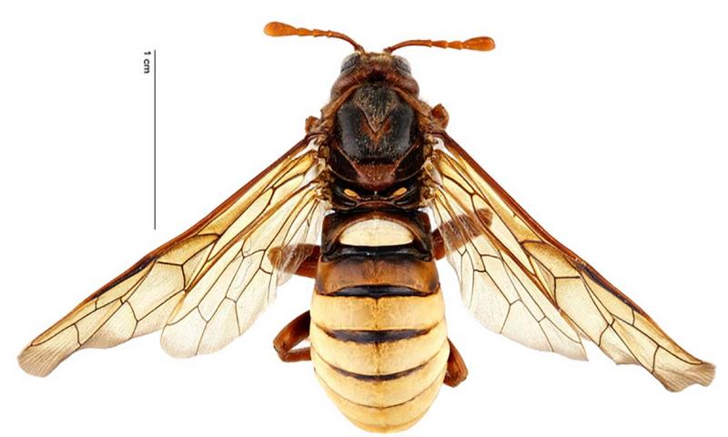 Insect with a black head and thorax, and a white abdomen and orange tipped legs and antennae