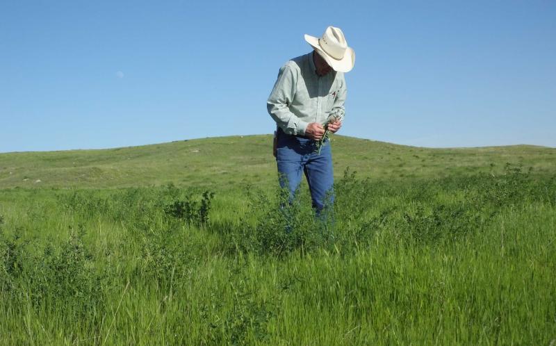 A rancher inspecting a sample of alflafa in an open range.