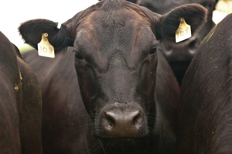 A black angus cow with yellow tags hanging from its ears.