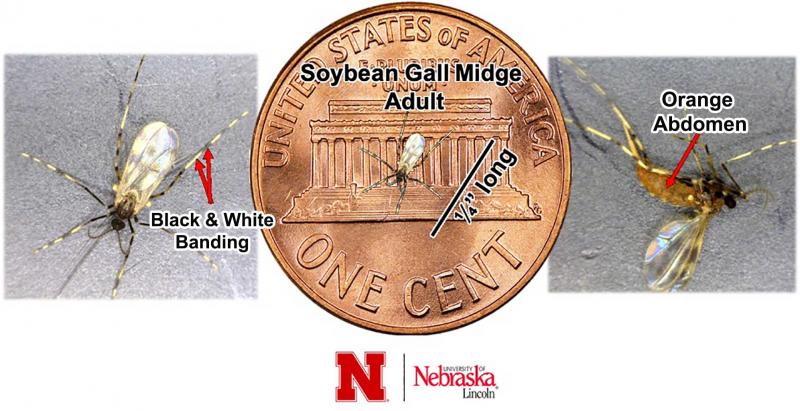 Three images of a small fly on gray background and also present on a penny