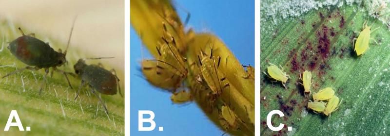 From left to right, dark green insects with a reddish patch on their hind ends on a green leaf, green teardrop shaped insects with dark antennae and dark cornicles on a stem, and green teardrop shaped insects on a green leaf that has dark spots.