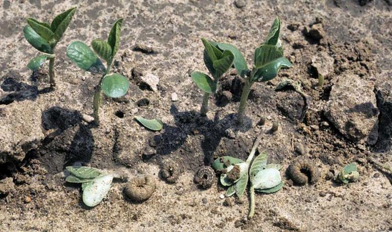 Small soybean plants that have been cut and are laying on the ground. Curled up caterpillars are present near the plants.