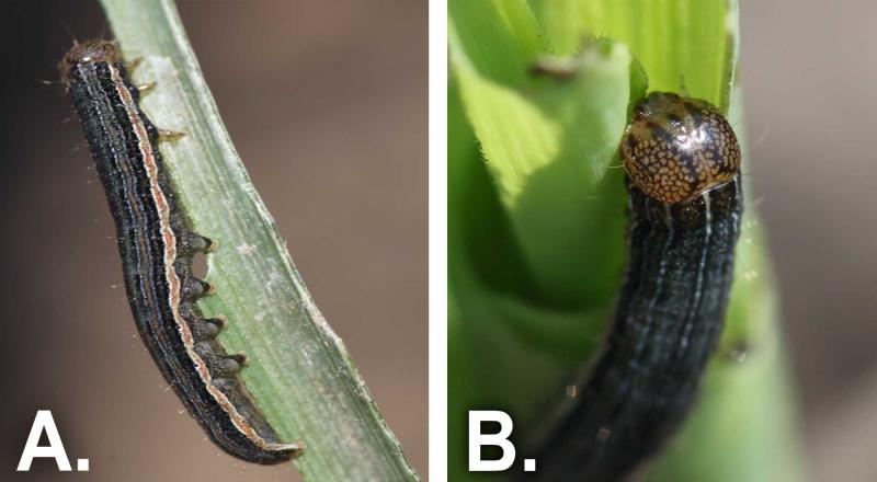 Left: Figure 2-A. Dark green caterpillar with an orange stripe running the length of its body feeding on a corn leaf. Right: Figure 2-B. Dark green caterpillar that has an orange head with a network of black lines.