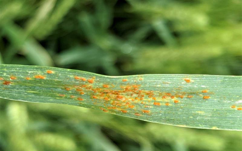 Wheat leaf with leaf rust symptoms. Leaf epidermis is tearing due to the yellow leaf rust pathogen.