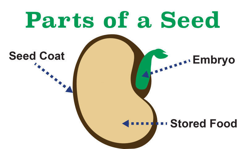 Drawing of a seed with arrows pointing to specific parts of a seed: Seed coat on outside, stored food and embryo on inside.