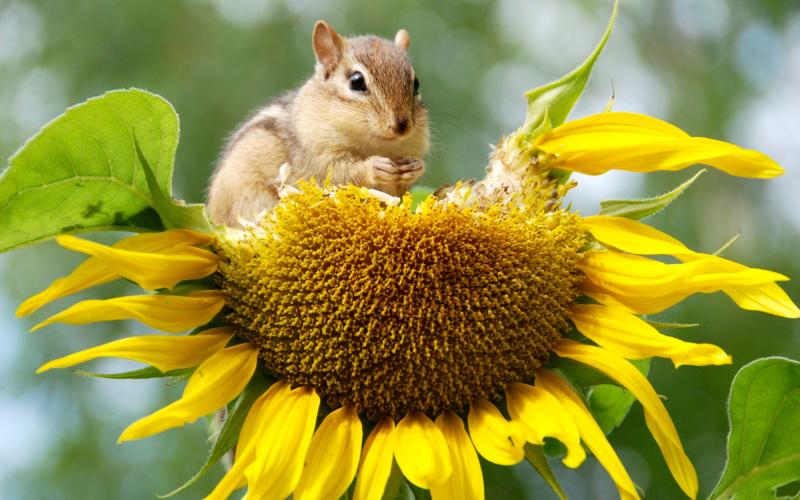 A chipmunk gathering and eating seeds from a sunflower plant.