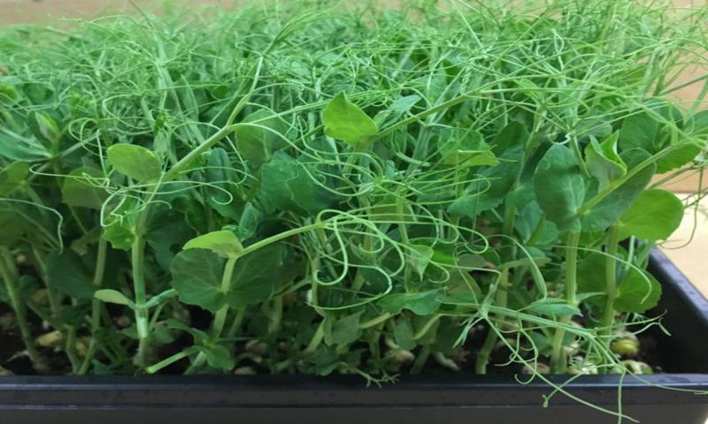 Microgreens growing in a plant tray.
