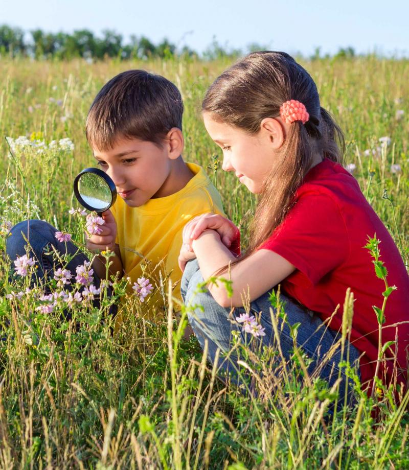 A group of children examining the parts of a wildflower in a meadow.