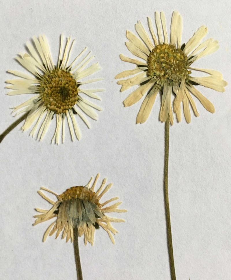 Three, white, pressed flowers.