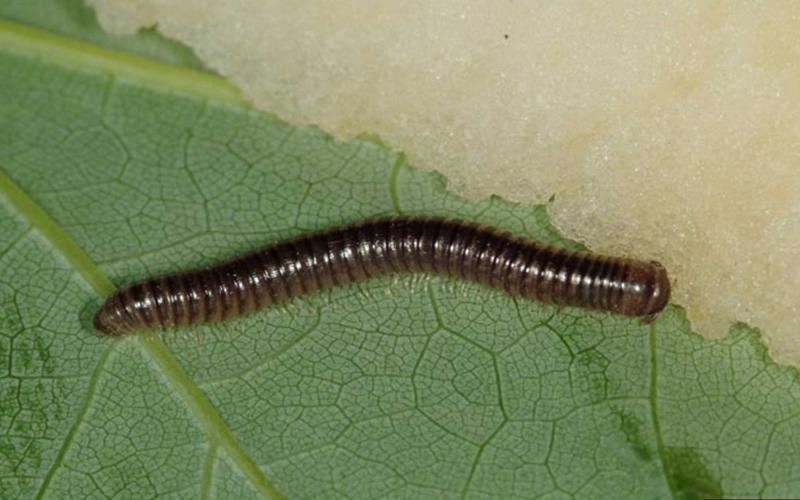 An adult, brown-to-black millipede feeding on a green leaf.