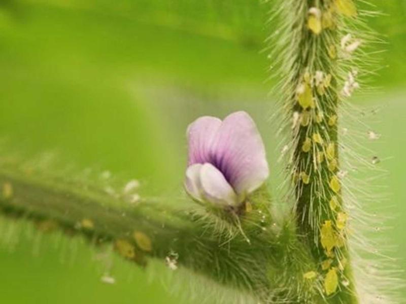 Small, green soybean aphids on a green, soybean stem with pink flower.
