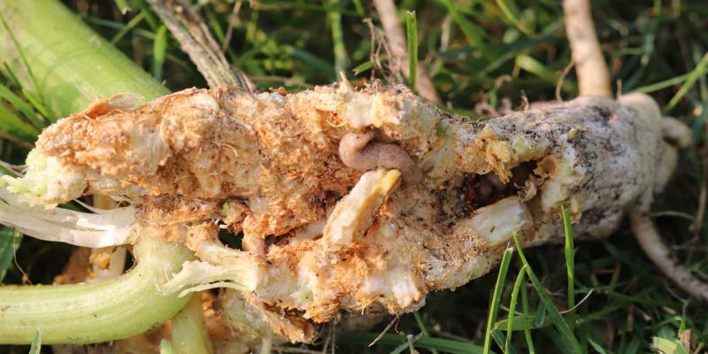 Woody looking zucchini plant stem.