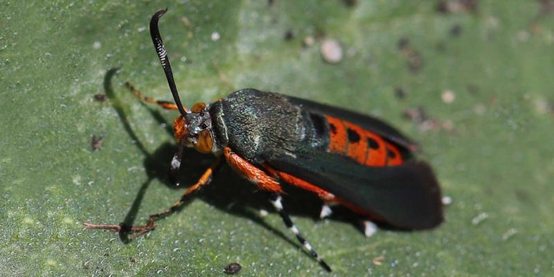 Moth with green metallic wings and an orange body resting on a green leaf.