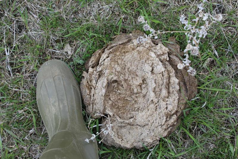 A rubber boot next to a patty of dung in a pasture.