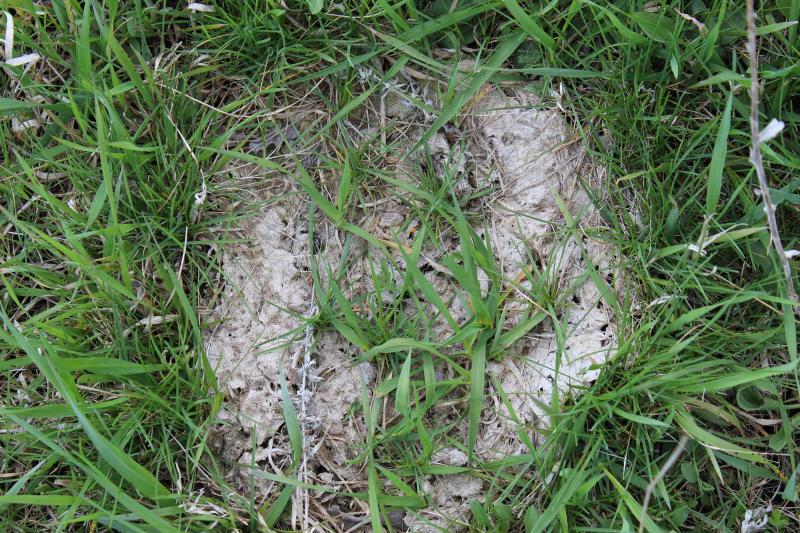 A patty of dung with several holes in it and grass growing through it. It has been broken down by dung beetles.