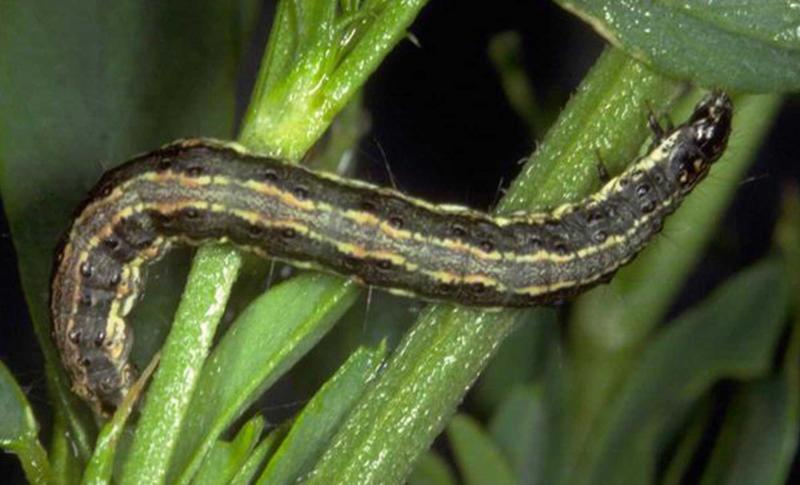 Green caterpillar with light colored stripe on back. Caterpillar is feeding on green plant.