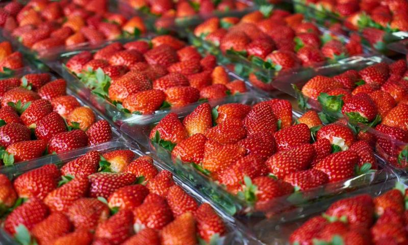 Several cartons of fresh strawberries arranged on a tabletop.