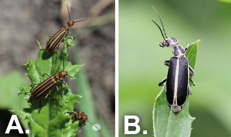 Two photos of beetles. The first, A, is an orange and black striped blister beetles on a green leaf. The second, B, is a beetle that is black with gray edges on green leaf.