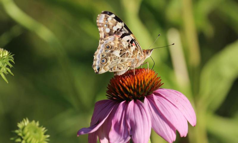Butterfly sitting on purple flower with its wings closed.