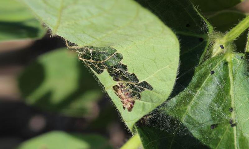 Black caterpillar feeding on green soybean leaf.