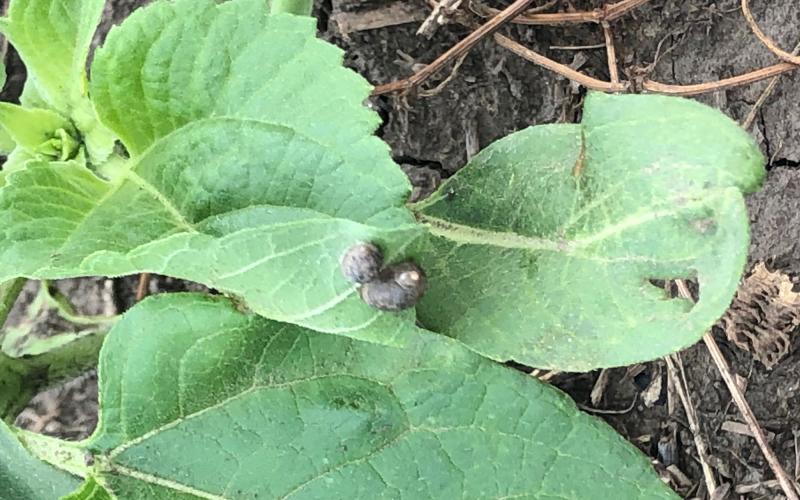 Green sunflower leaves with two snails present on them.