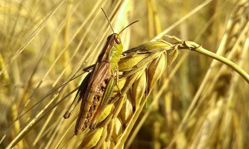 Green and yellow grasshopper resting on a head of wheat.
