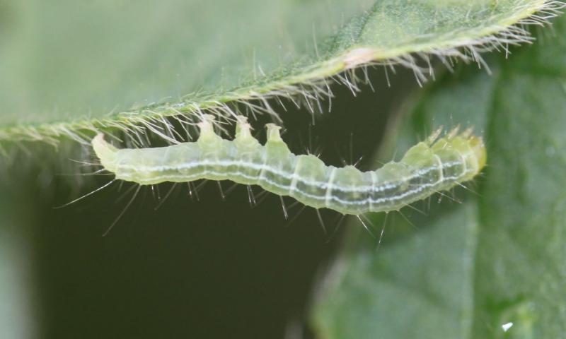 Green caterpillar with white stripe on side of body on a green soybean leaf.