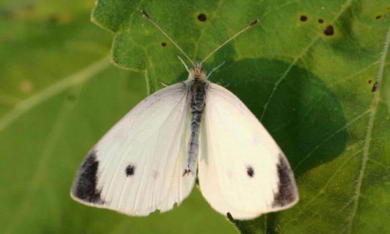 White butterfly with black markings on wings. It is resting on a green leaf.