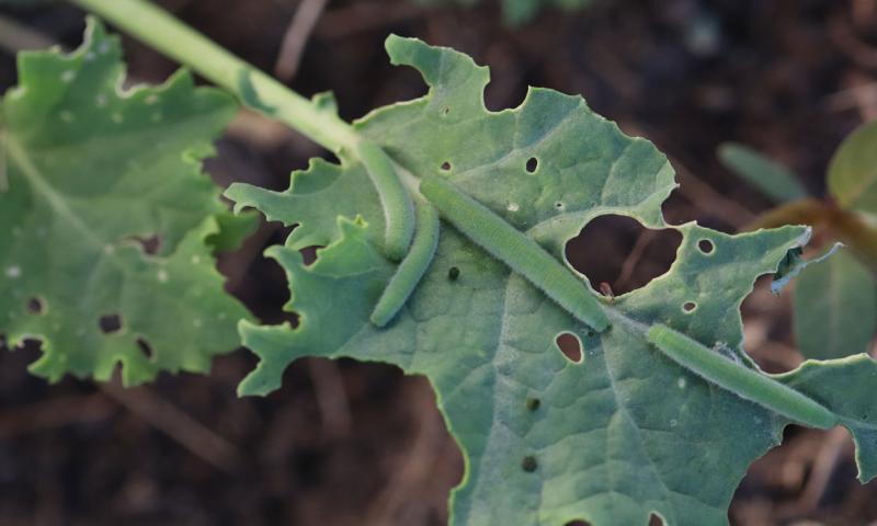 Four green caterpillars feeding on kale.