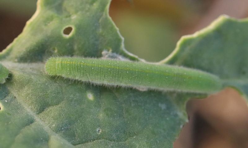 Green caterpillar with a yellow stripe on its back feeding on a green leaf.