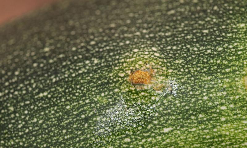 Green produce with yellow-orange dust on it.