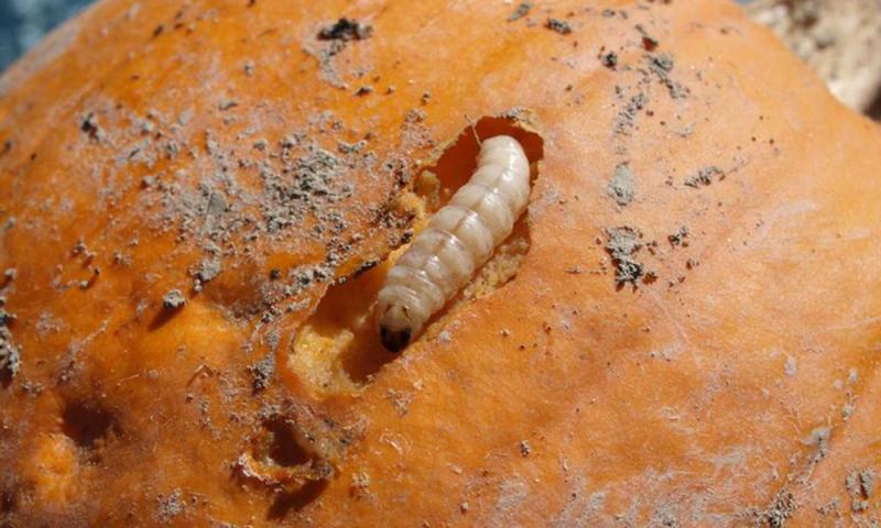 White caterpillar with dark head feeding on the flesh of a pumpkin.