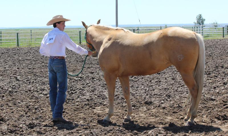 Frank Huber standing next to a tan horse in a corral.